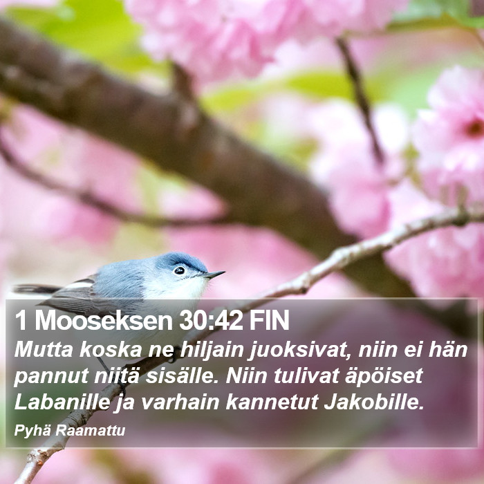 1 Mooseksen 30:42 FIN Bible Study