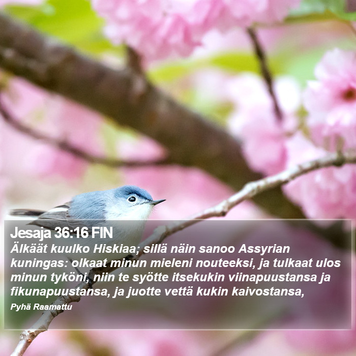 Jesaja 36:16 FIN Bible Study