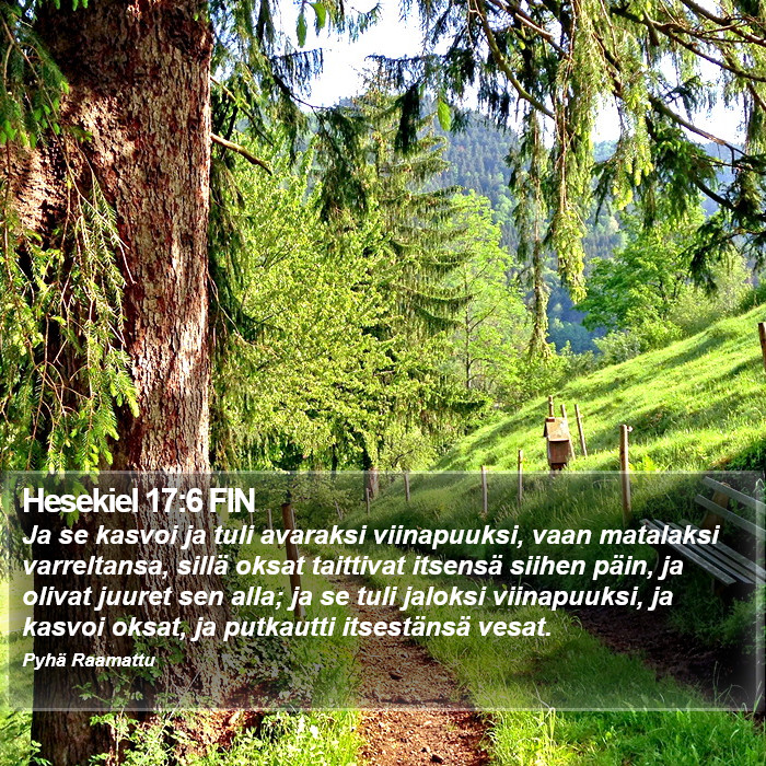 Hesekiel 17:6 FIN Bible Study